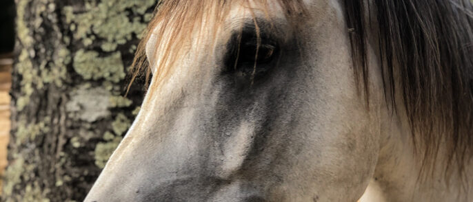cavallo
